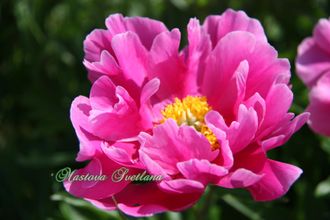 Paeonia Foxtrott