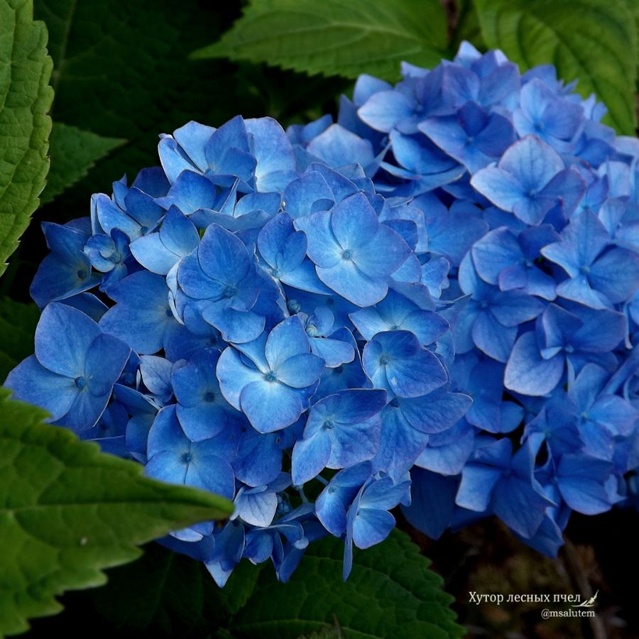 Hydrangea macrophylla Bouquet Rose