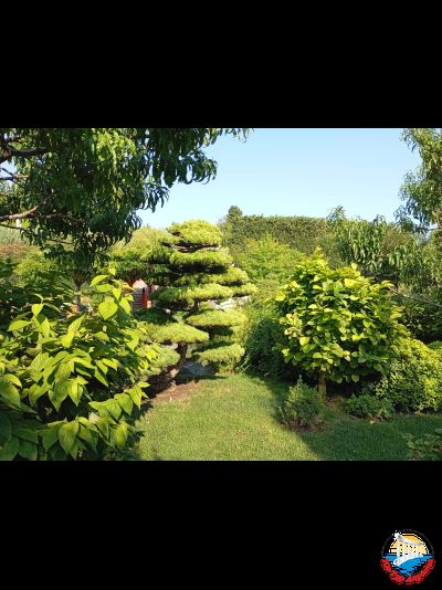 Японский сад "6 чувств" в "Мрии"