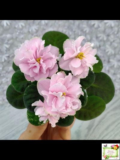 АВ-Амур и Розы (Фиалковод) 2023 г.