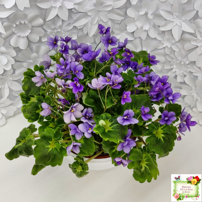 Biscayne Trail (S.Williams) трейлер