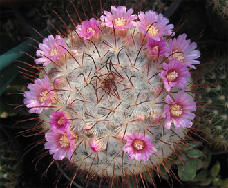 Маммиллярия атласная - Mammillaria Bombycina