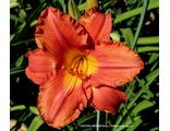№ 8 - ЛД  Прити Фэнси (Hemerocallis Pretty Fancy)