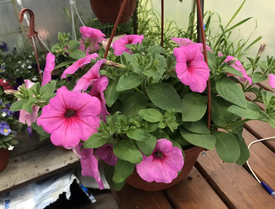 Петуния серии Easy wawe расцветка Pink passion