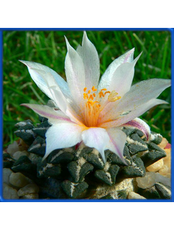 Ariocarpus kotschoubeyanus v. albiflorus