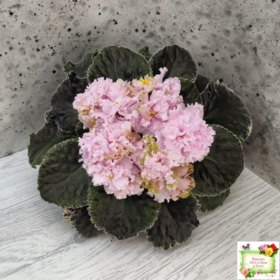 АВ-Роскошная Жизнь (Фиалковод) 2021 г. (лист посажен 03.11.25)