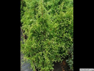 Туя Рекурвата - Recurvata