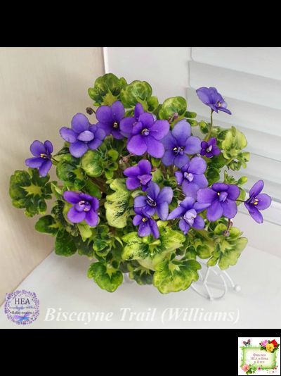 Biscayne Trail (S.Williams) трейлер