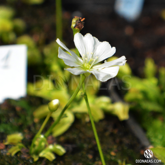Dionaea muscipula Miniature Flower Giant