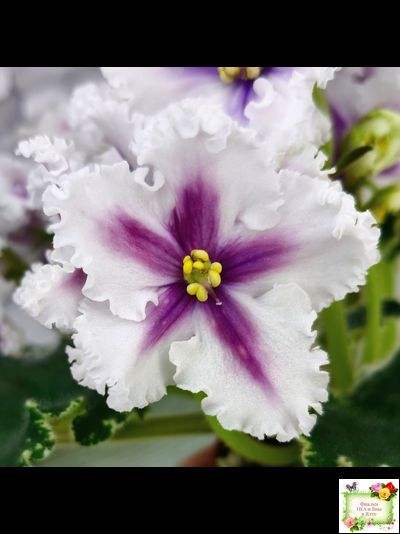 МТ-Сладкая Фантазия химерный спорт