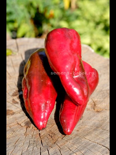 Перец сладкий Najerano Pepper (Нажеранский), 10 шт