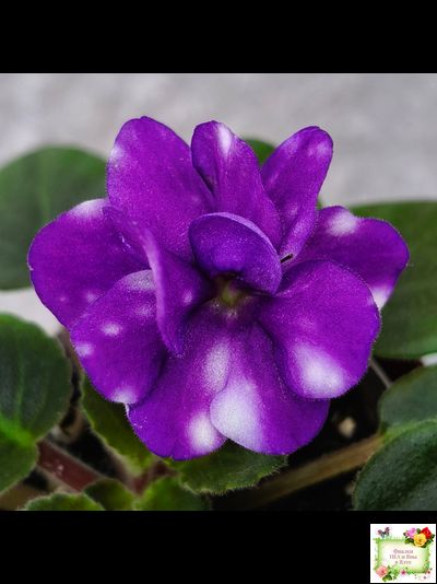 Hunter's Primal Scream (K.Muzalewski) (лист посажен 30.01.26)