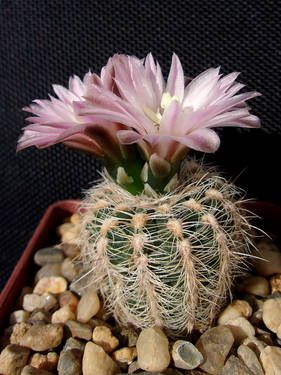 Gymnocalycium bruchii v.niveum VG-536 - 5 семян