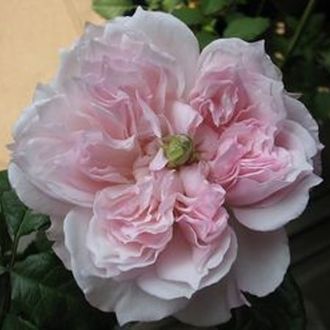 Сесиль де Воланж (Cecil de Volanges) роза
