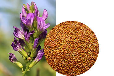 Люцерна изменчивая