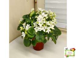 Broadway Star Trail (Селекционер неизвестен) трейлер