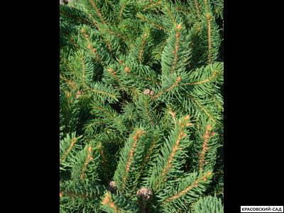 Ель обыкновенная Купрессина - Cupressina