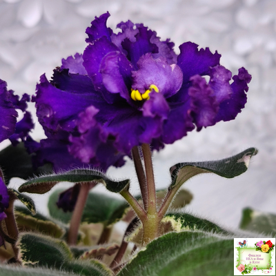 РМ-Черный Оникс (Н. Скорнякова) 2023 г.