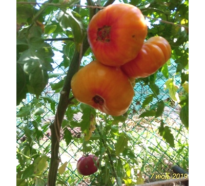 Томат Желтый камень (Yellow Stone)