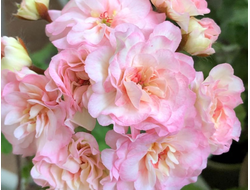 П241 Пеларгония ТА Марсель укорененный черенок