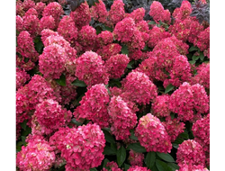 Гортензия метельчатая Бонфайр (Bonfire) ОКС