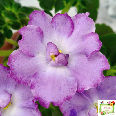 АВ-Девочка с Севера (Фиалковод) 2021 г. (лист посажен 04.09.25)