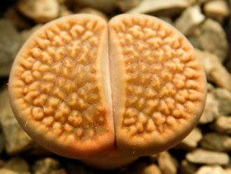 Lithops hookeri (vermiculate form) C051 (MG-1616.05)