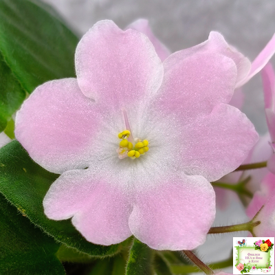 Н-Принцесса на Горошине (Н. Бердникова) 2014 г.