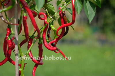 Перец острый Kil Biber, 10 шт