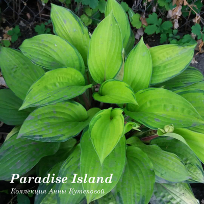 Хоста Paradise Island фото