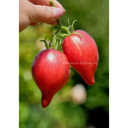 Томат Огненная Комета Софии, 10 шт
