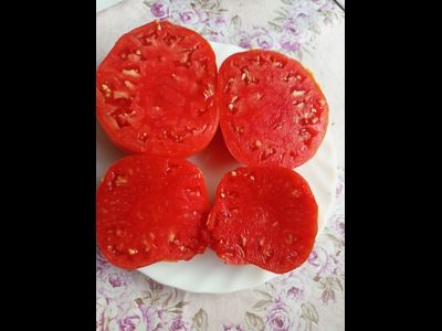 Томат Червен Градински (Cherven Gradinski, Болгария)