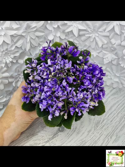 СК-Вьюнок (А.Кузнецов) (2 листа посажены в 1 стак. 24.01.26)