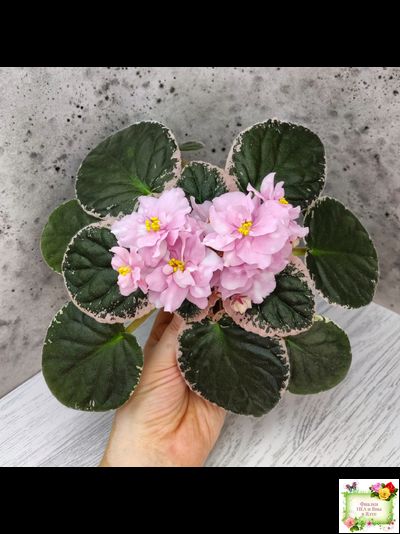 Rivermist Pearls (J. Baker) (10974) 04/13/2018