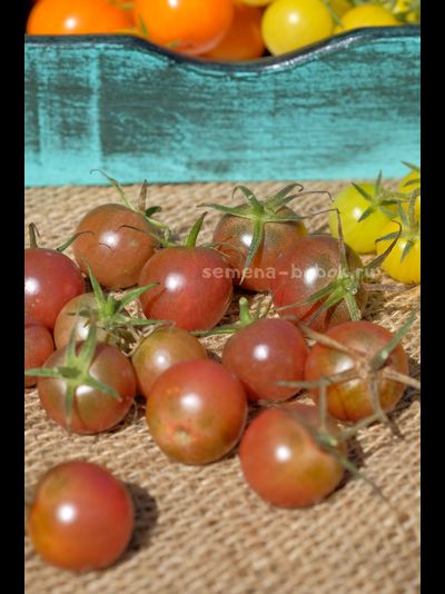 Томат черри Икра Черная, 10 шт