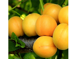 Абрикос Алёша