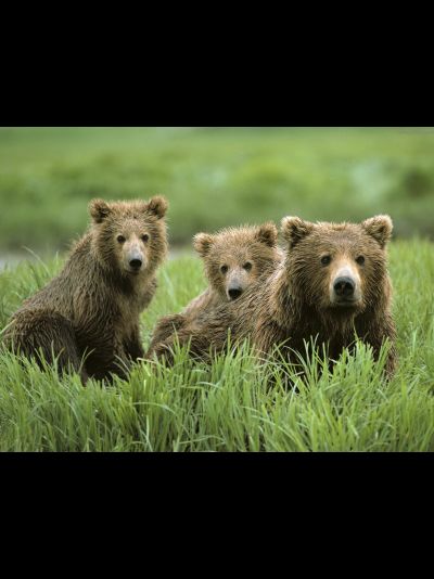 Купить греющую картину с фото медведица с двумя медвежатами