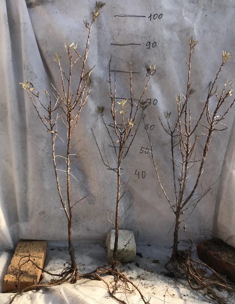 Двулетний саженец облепихи.