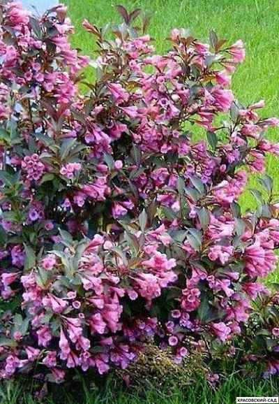 Вейгела цветущая Нана Пурпуреа