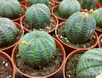 Euphorbia obesa