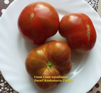 Томат Гном Смех Кукабарры (Dwarf Kookaburra Cackle)