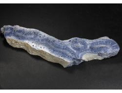 Коралл голубой Акори, Австралия (119*30*13 мм, 51 г) №37709