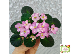 Heinz's Bubbles (H.Dornbusch) (лист посажен 30.01.26)