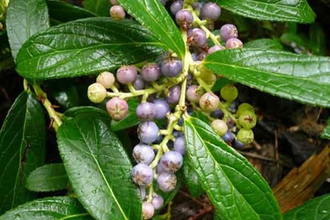 Гаультерия пахучая (Gaultheria fragrantissima) 10 мл - 100% натуральное эфирное масло