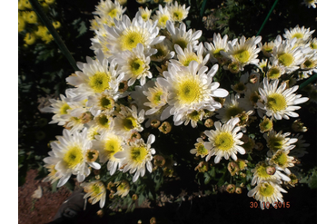 Радость.
Итродукция НБС