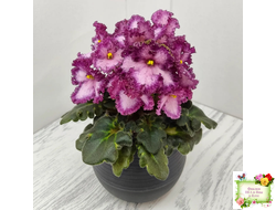 БР-Купец (Буркацкие) (гёрл-лист)