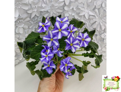 Senk's Try the Decaf химера, (пестролистный лонг) стандартный трейлер (пасынок из цветоноса укоренённый)