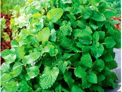 Мелисса лекарственная Mandarina Orange scented