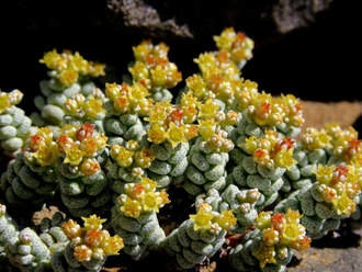 Крассула Кораллина - Crassula Corallina, Крассула коралловая, Crassula dasyphylla