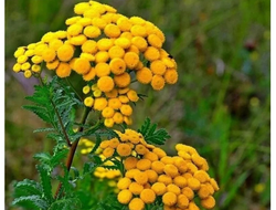 Гидролат Пижма (Tanacetum vulgare) 100 мл